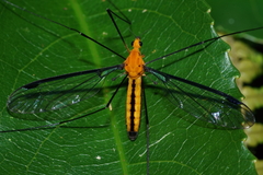 Leptotarsus atroflavus