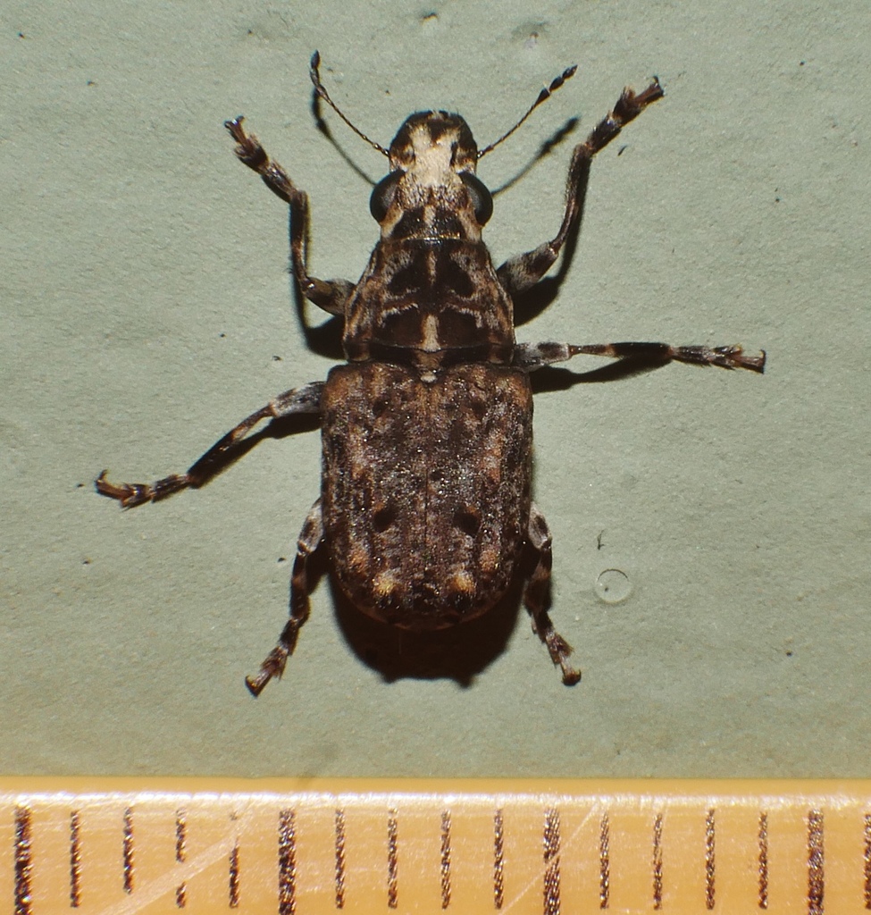 Apatenia insignis