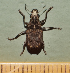 Apatenia insignis