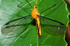 Leptotarsus atroflavus