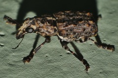 Apatenia insignis