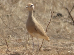 Cursorius somalensis