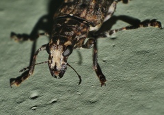 Apatenia insignis