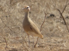 Cursorius somalensis