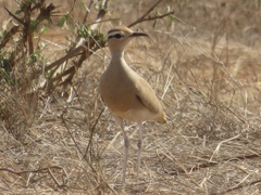 Cursorius somalensis