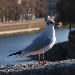 Chroicocephalus ridibundus