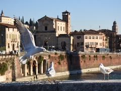 Chroicocephalus ridibundus