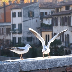 Chroicocephalus ridibundus