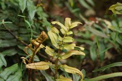 Blechnum wattsii
