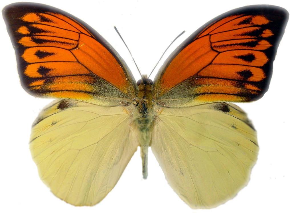 Hebomoia leucippe