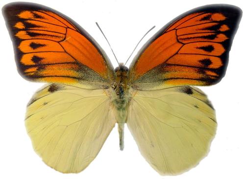 Hebomoia leucippe