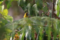 Pachyphantes superciliosus