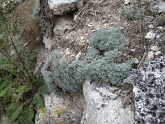Artemisia alpina