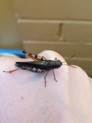 Phaulacridium vittatum