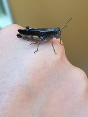 Phaulacridium vittatum