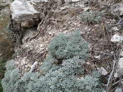 Artemisia alpina