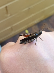 Phaulacridium vittatum