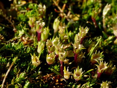 Colobanthus apetalus