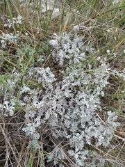 Artemisia fragrans
