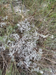Artemisia fragrans