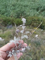 Artemisia fragrans