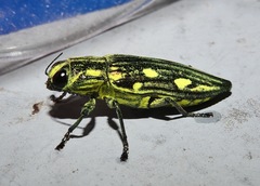 Chalcophorotaenia cuprascens
