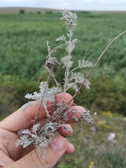 Artemisia fragrans