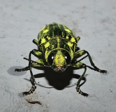 Chalcophorotaenia cuprascens