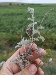 Artemisia fragrans