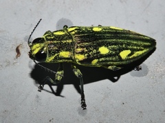 Chalcophorotaenia cuprascens