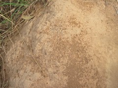Iridomyrmex sanguineus