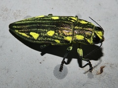 Chalcophorotaenia cuprascens