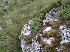 Hylotelephium maximum ruprechtii