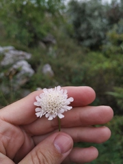Scabiosa praemontana