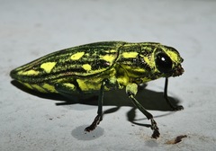 Chalcophorotaenia cuprascens
