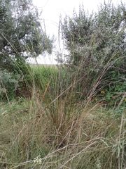 Thinopyrum elongatum