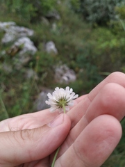 Scabiosa praemontana