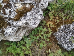 Hylotelephium maximum ruprechtii