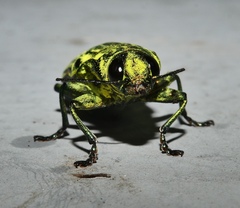 Chalcophorotaenia cuprascens