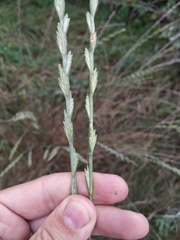 Thinopyrum elongatum