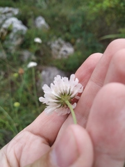 Scabiosa praemontana