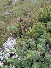 Hylotelephium maximum ruprechtii