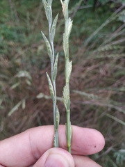 Thinopyrum elongatum