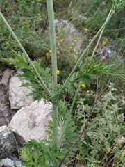 Scabiosa praemontana