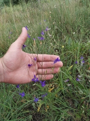 Delphinium consolida paniculatum
