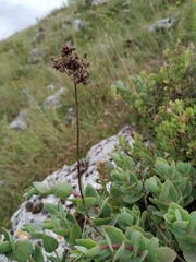 Hylotelephium maximum ruprechtii