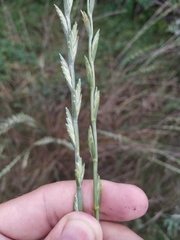 Thinopyrum elongatum