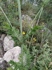 Scabiosa praemontana
