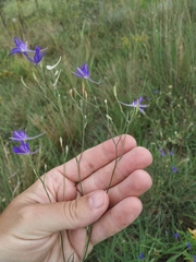Delphinium consolida paniculatum