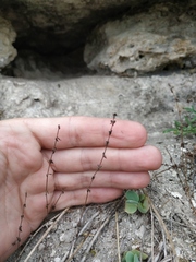 Galium verticillatum
